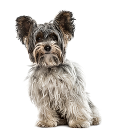 Picture for category Biewer Terrier