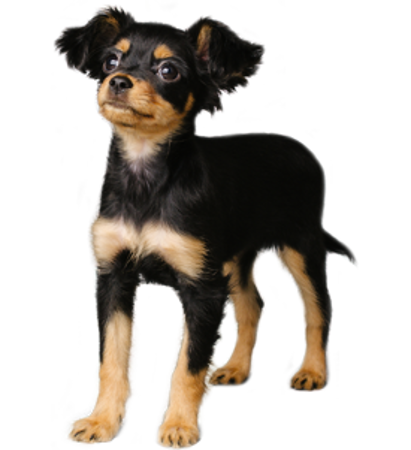 Picture for category Russian Toy Terrier