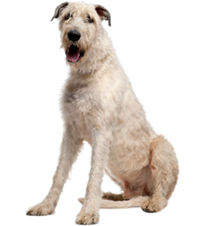 Picture for category Irish Wolfhound
