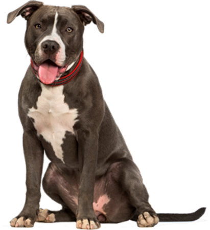 Picture for category American Pit Bull Terrier