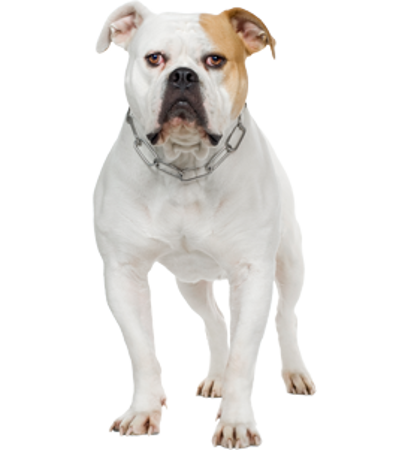 Picture for category American Bulldog