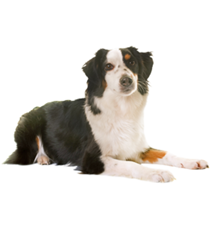 Picture for category Australian Shepherd- toy