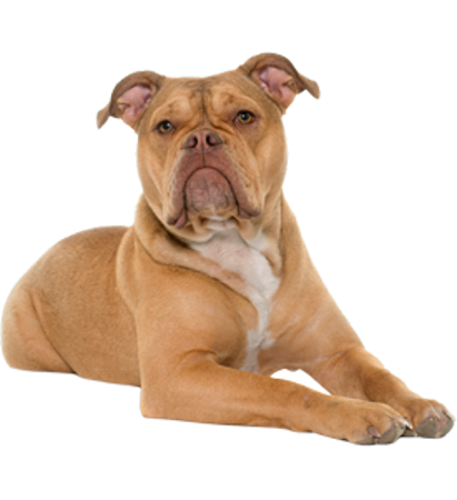 Picture for category Old English Bulldog