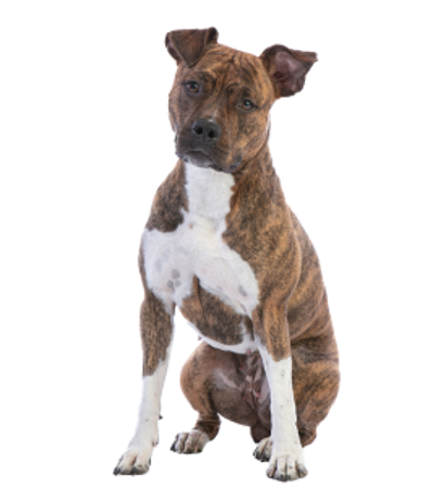 Picture for category American Staffordshire Terrier