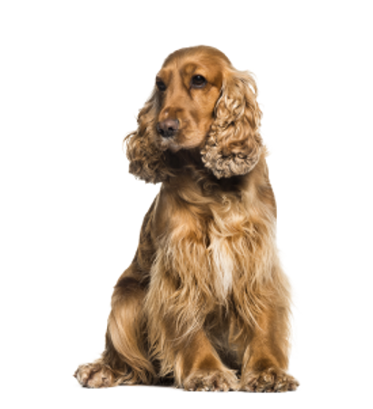 Picture for category English Cocker Spaniel