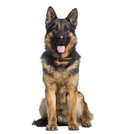 Picture for category German Shepherd Dog