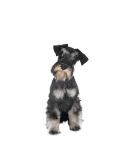 Picture for category Miniature Schnauzer