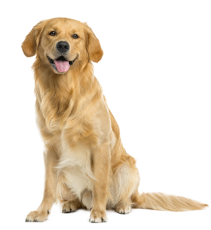 Picture for category Golden Retriever