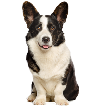 Picture for category Welsh Corgi Cardigan