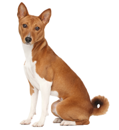 Picture for category Basenji