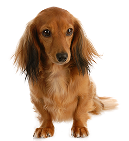 Picture for category Dachshund long haired miniature