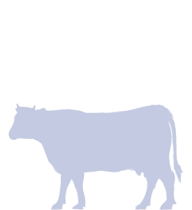 Bild für Kategorie CattleTests